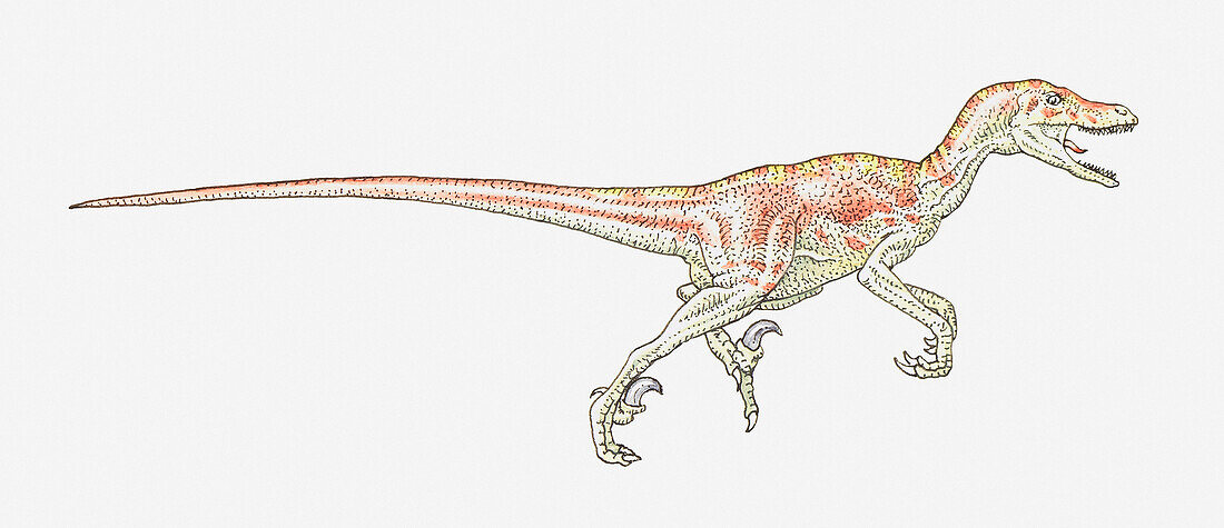 Velociraptor dromaeosaurid dinosaur, illustration