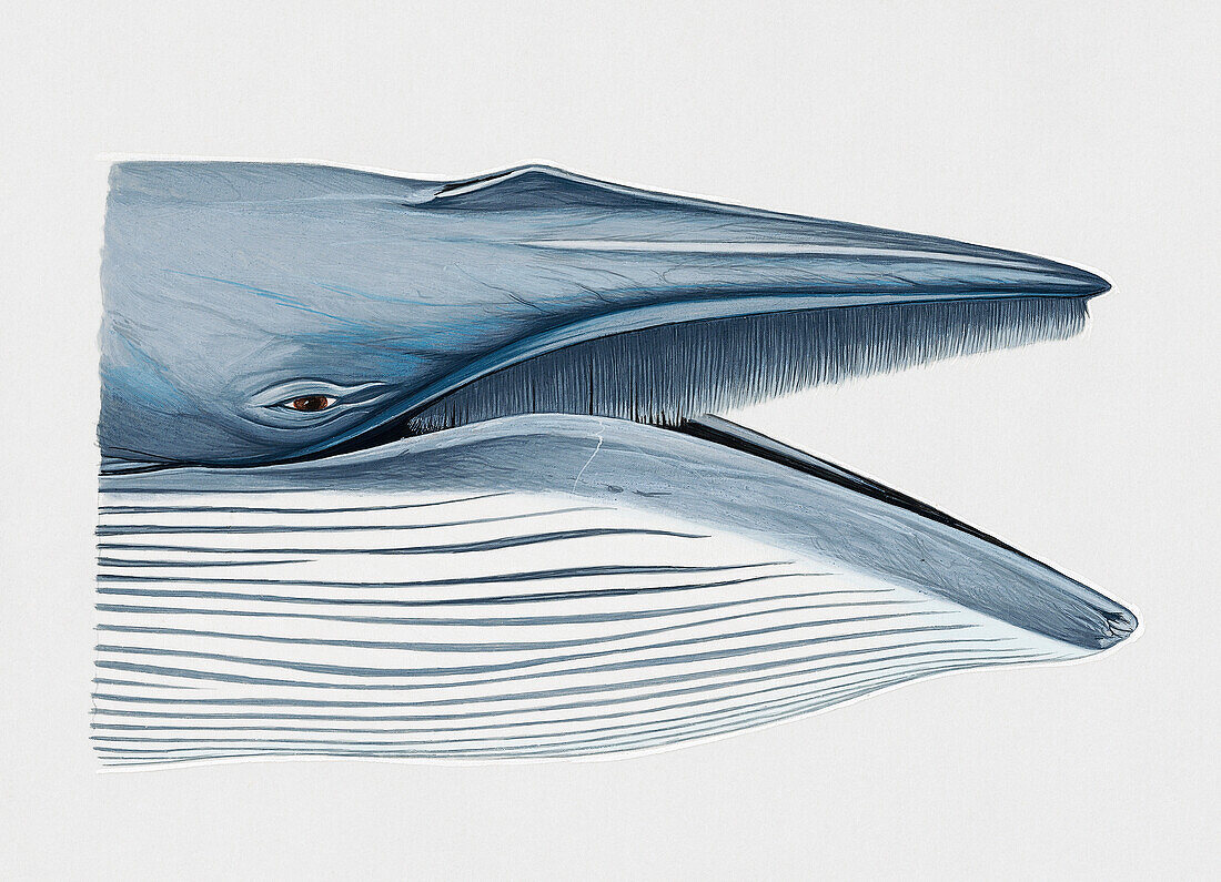 Head of Bryde's whale with mouth open, illustration