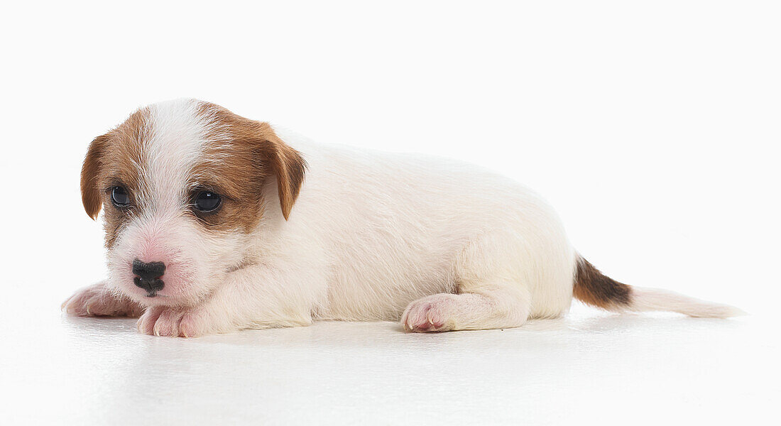 Jack Russell Lakeland terrier cross puppy