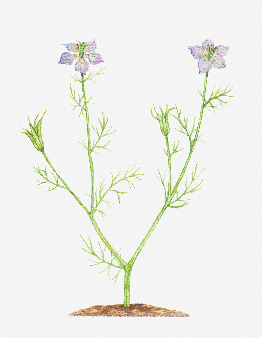 Nigella arvensis wildflowers, illustration