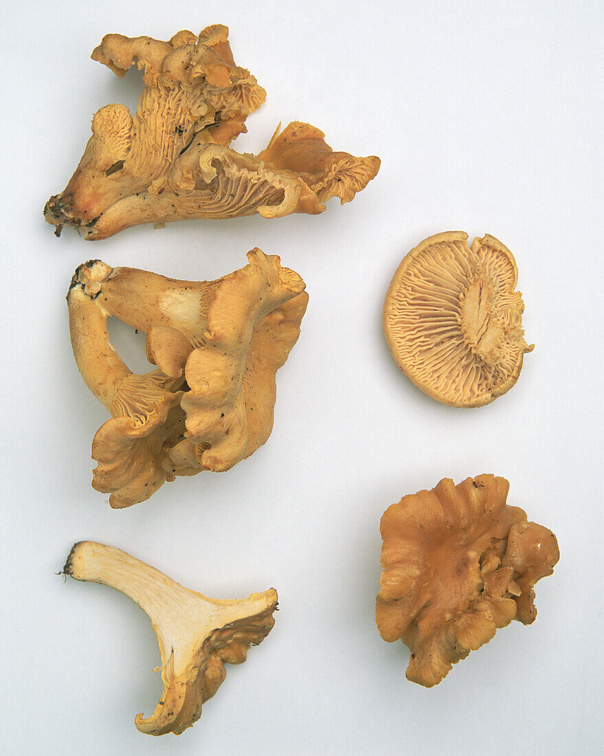 Chanterelle mushroom