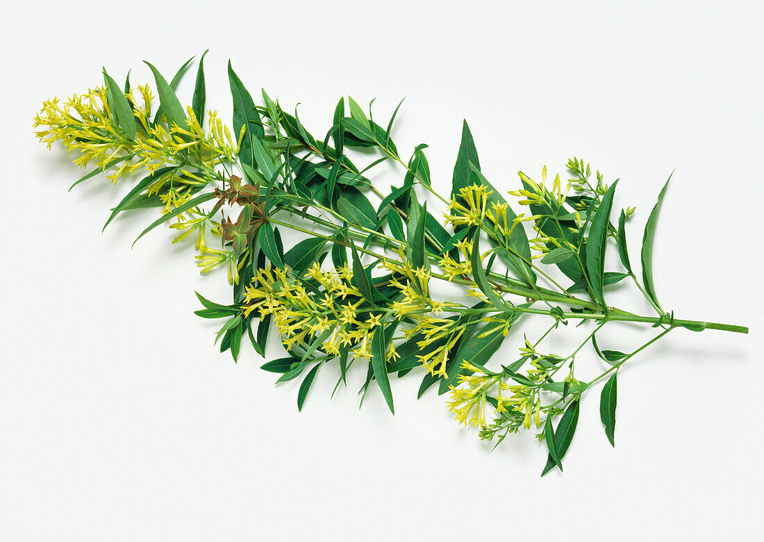 Willow-leaved jessamine (Cestrum Parqui) flower