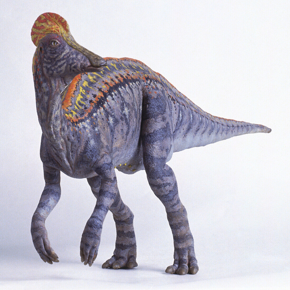 Corythosaurus dinosaur