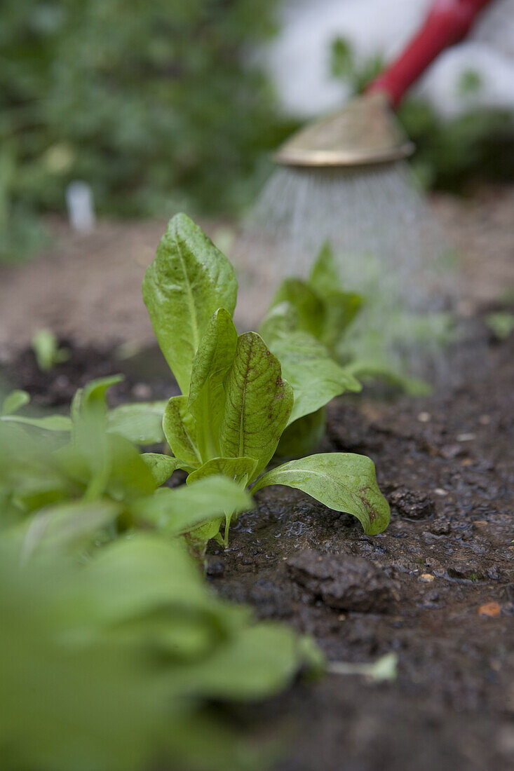 Pick and grow again salad leaves growing in vegetable garden