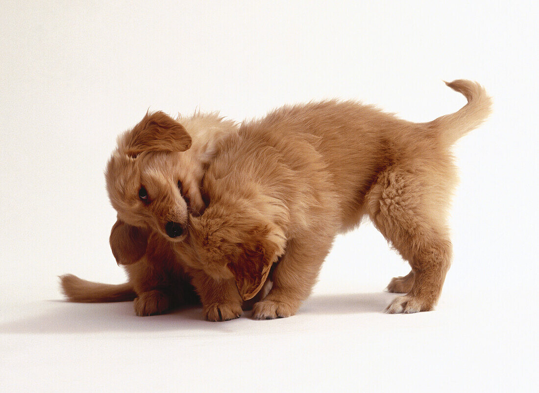 Golden retriever puppy scratching behind its ear