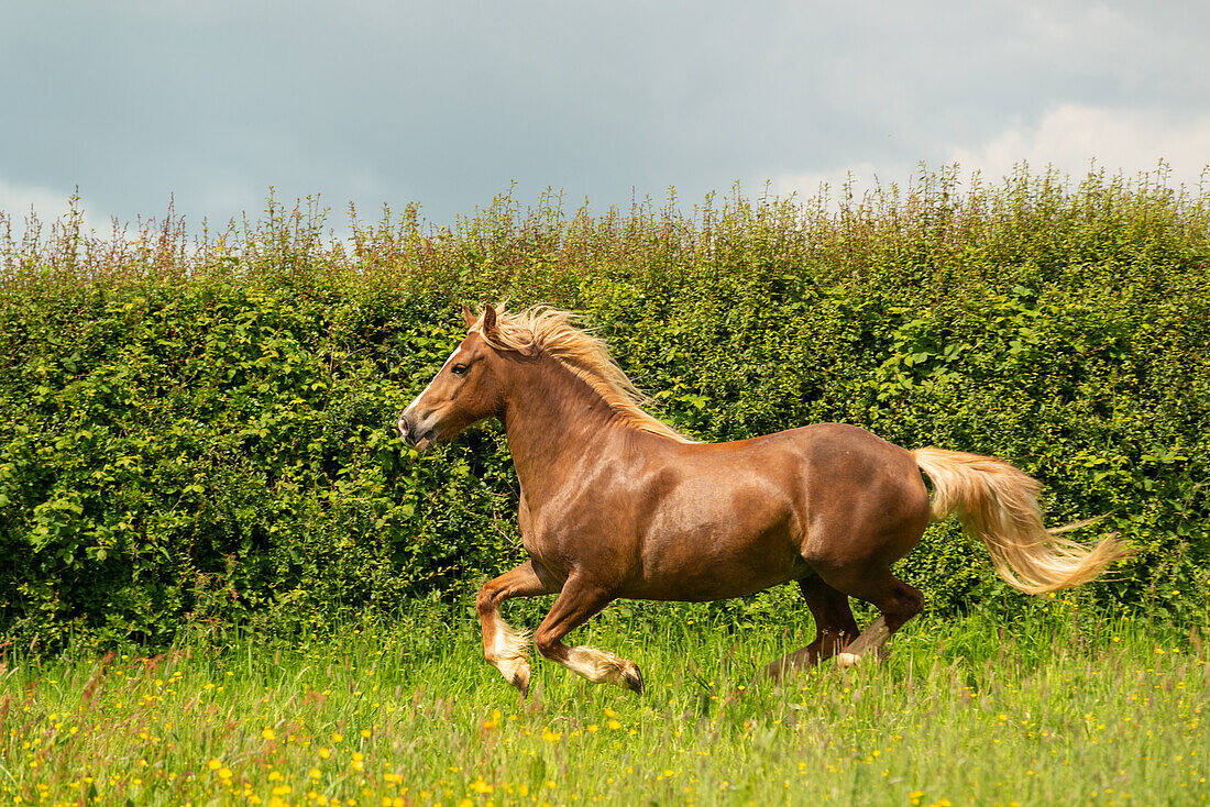 Galloping Welsh cob stallion