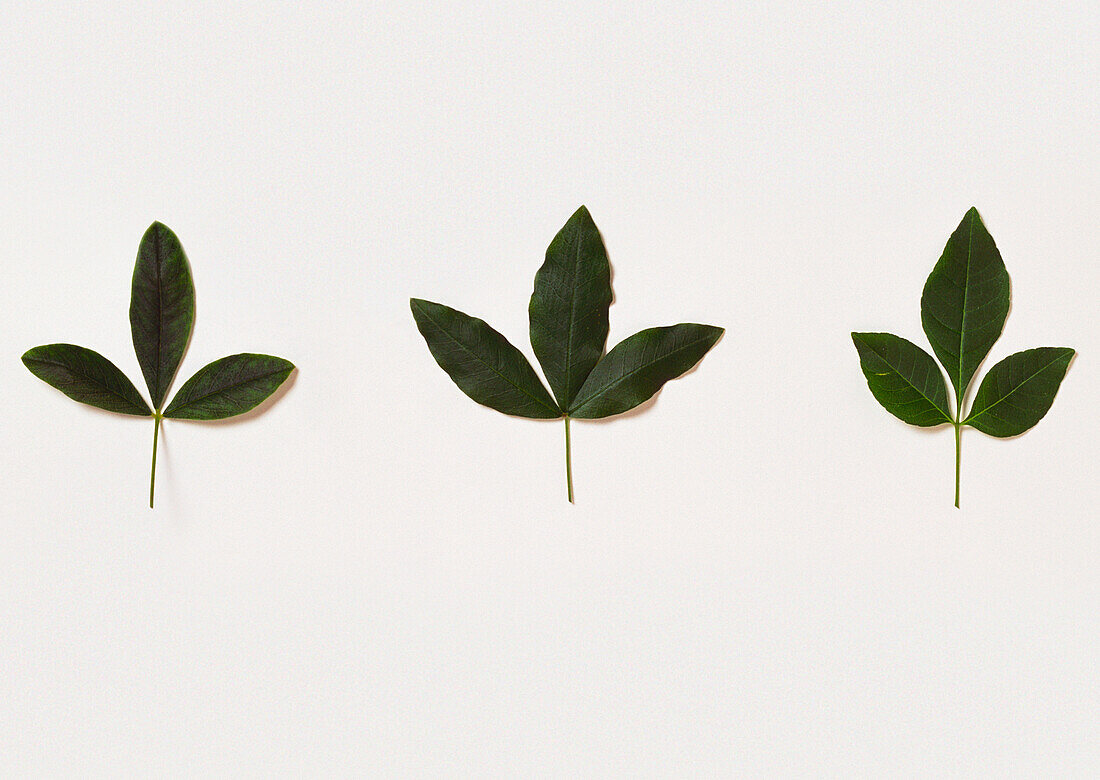Common hop tree (Ptelea trifoliata) leaflets