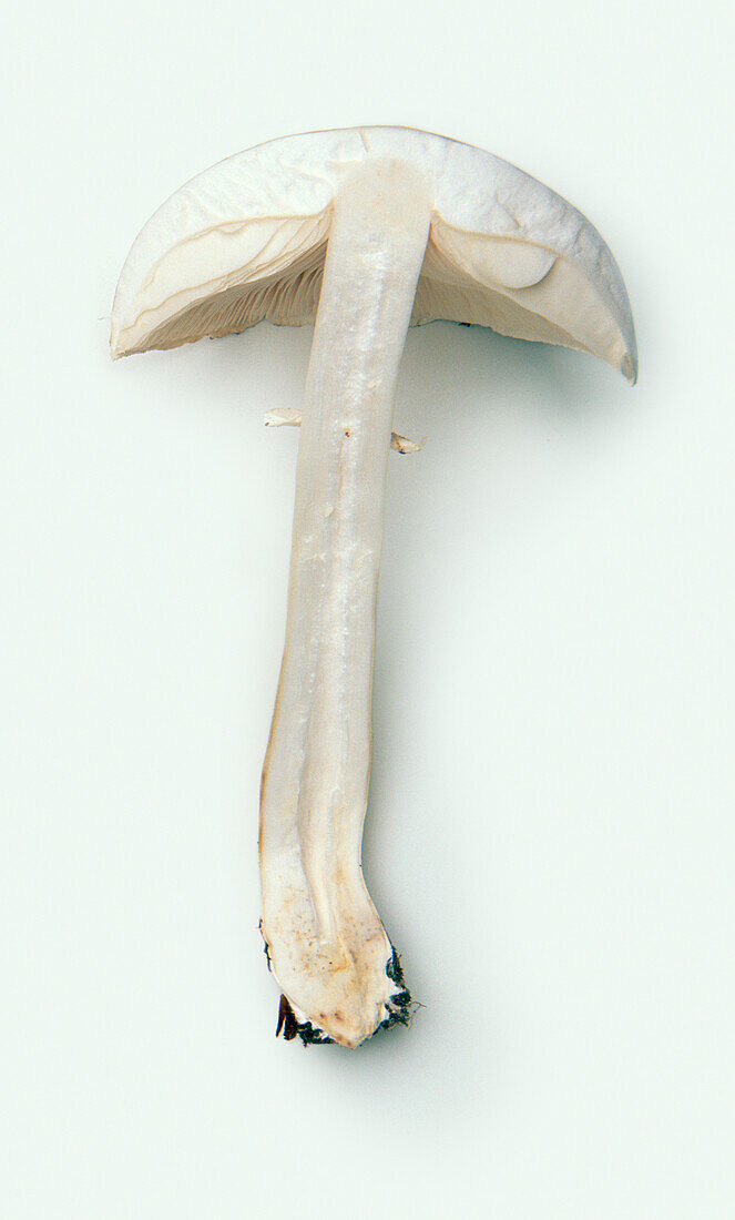 Smooth parasol (Leucoagaricus leucothites) mushroom