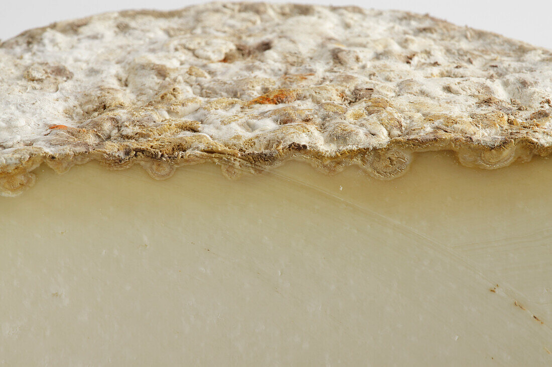 Slice of French Tomme de Brebis Corse ewe's milk cheese