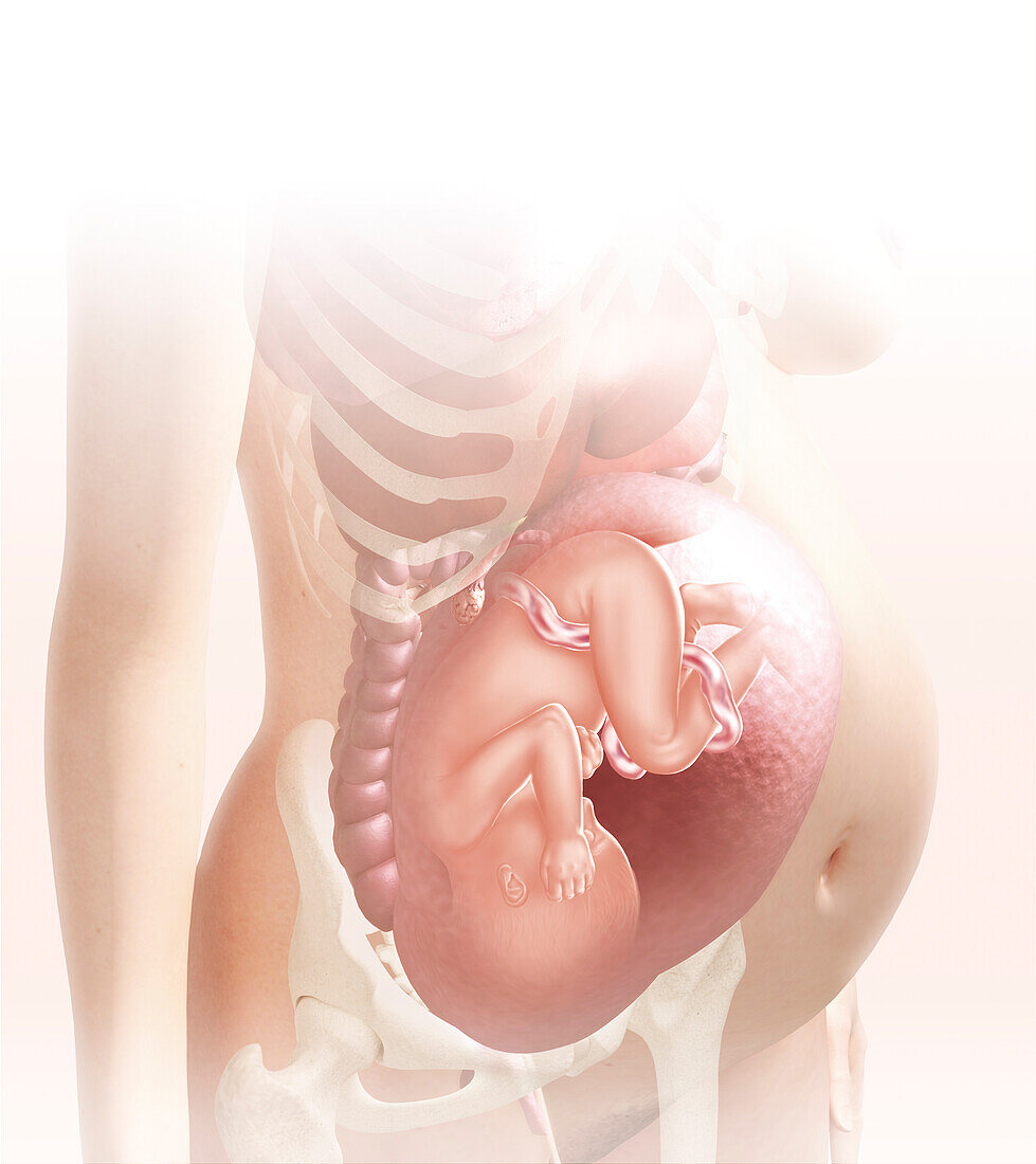 Foetus in the womb at 37 weeks, illustration
