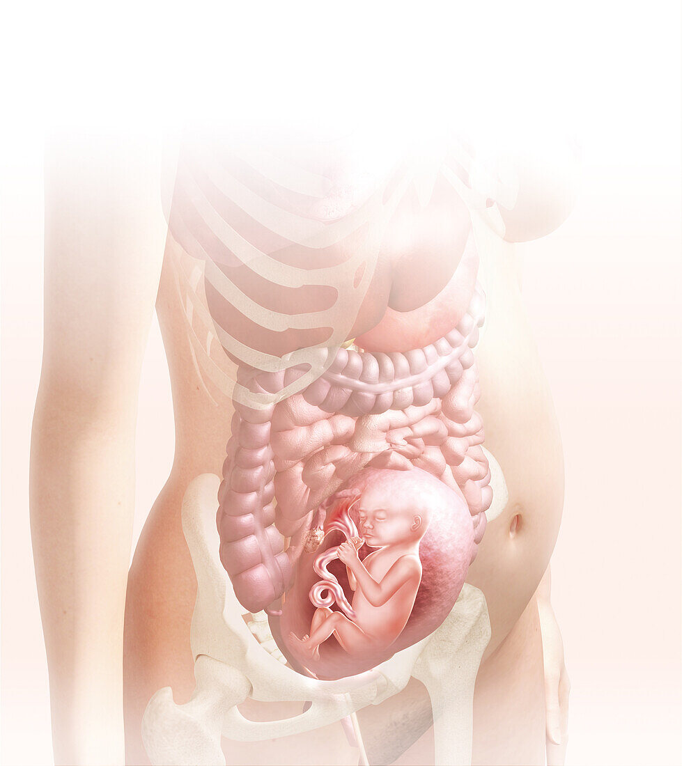 Foetus in the womb at 23 weeks, illustration
