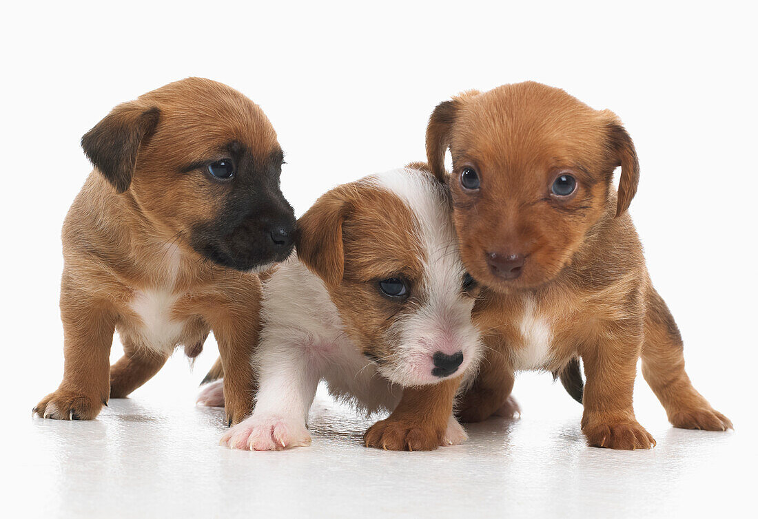 Jack Russell Lakeland terrier cross puppies