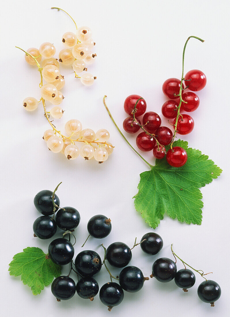 Clusters of fresh black, red and white currants