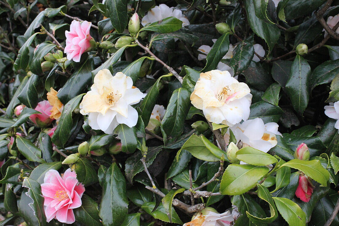 Japanese camellia (Camellia japonica) with rain damage