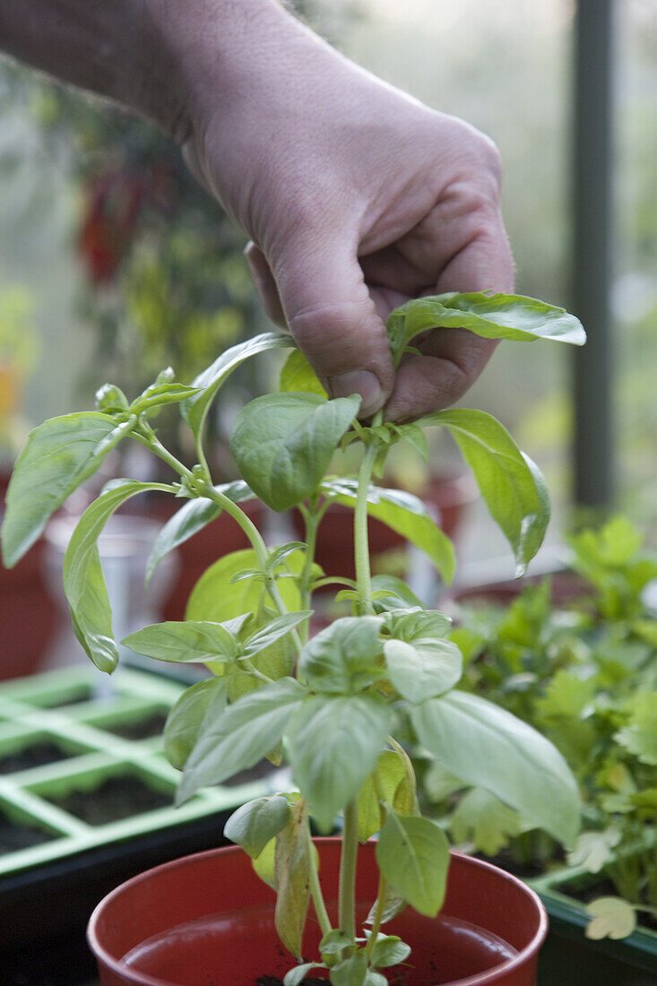 Pricking out chilli pepper (Capsicum sp.)