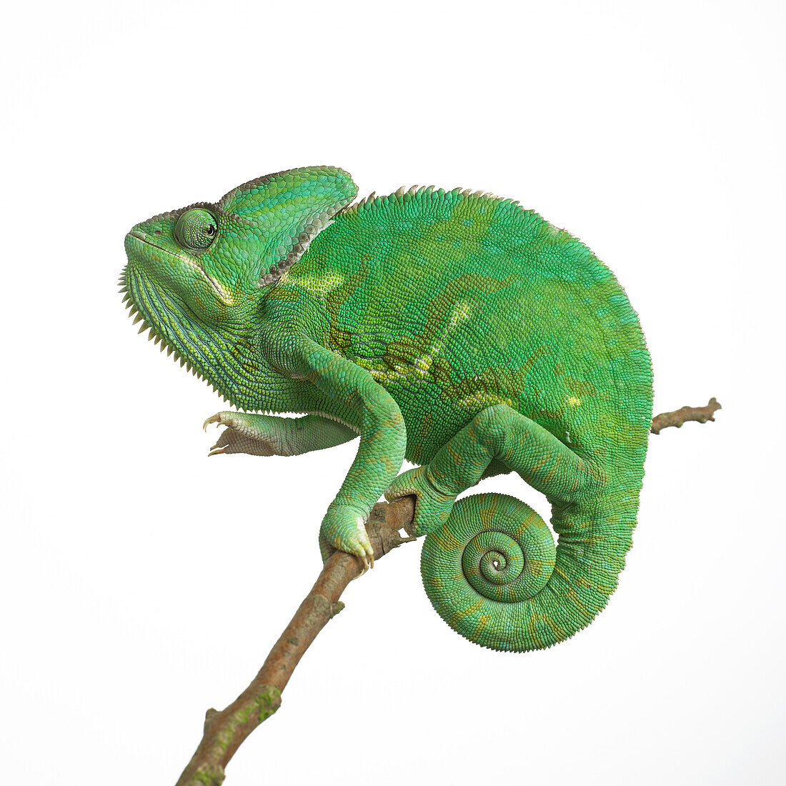 Veiled chameleon