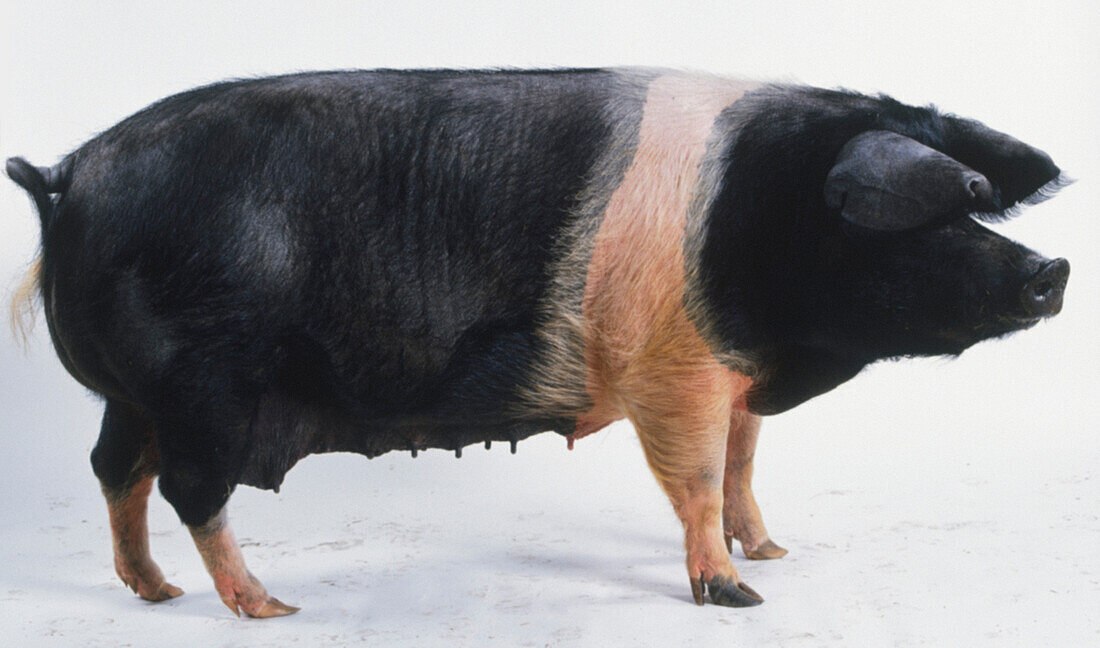 Standing British saddleback pig