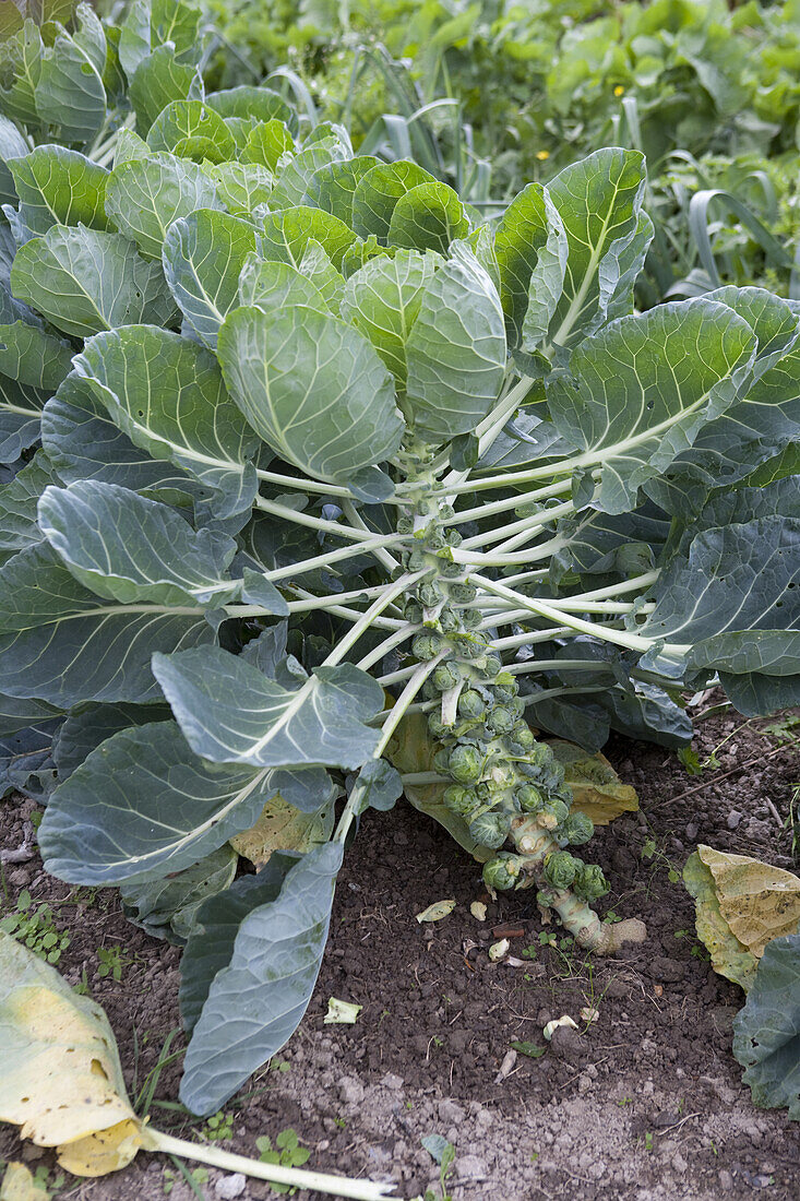 Brussels sprout (Brassica oleracea)