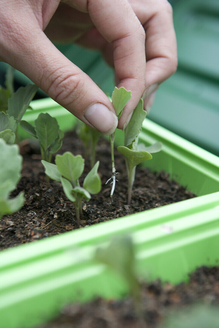 Thinning out cabbage 'Derby Day' seedlings
