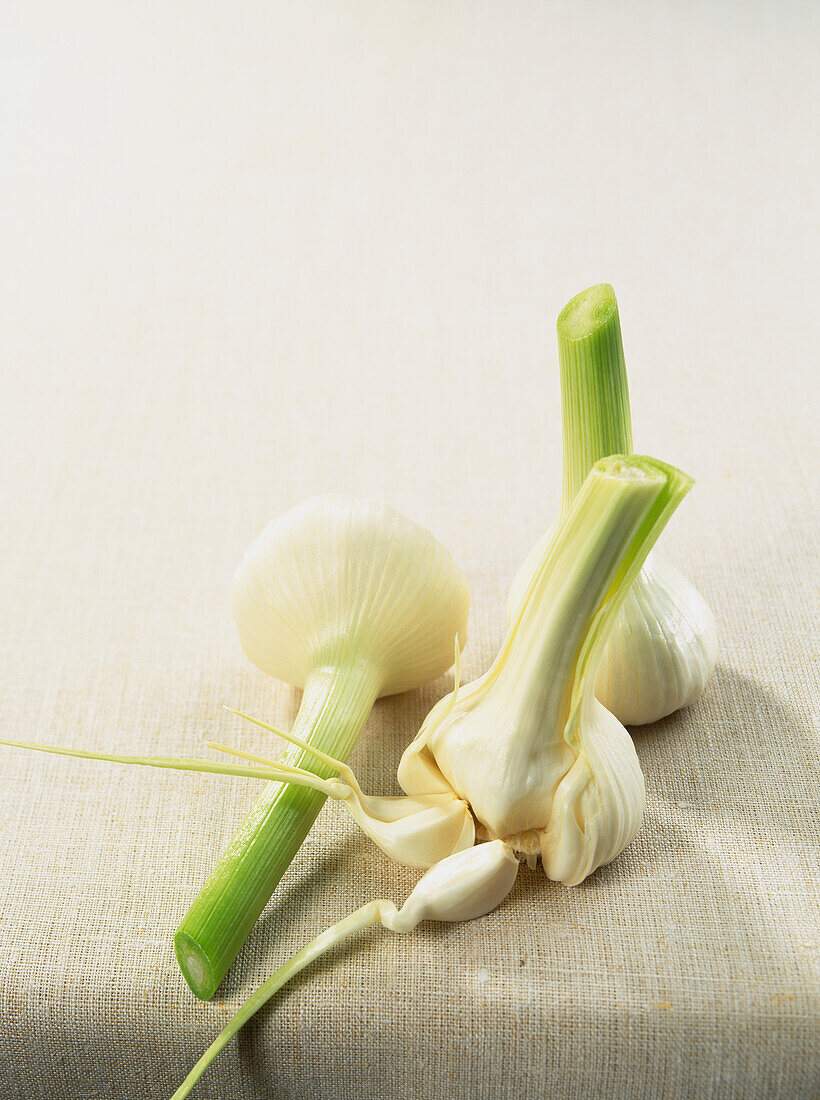 Fresh garlic (Allium sativum) heads