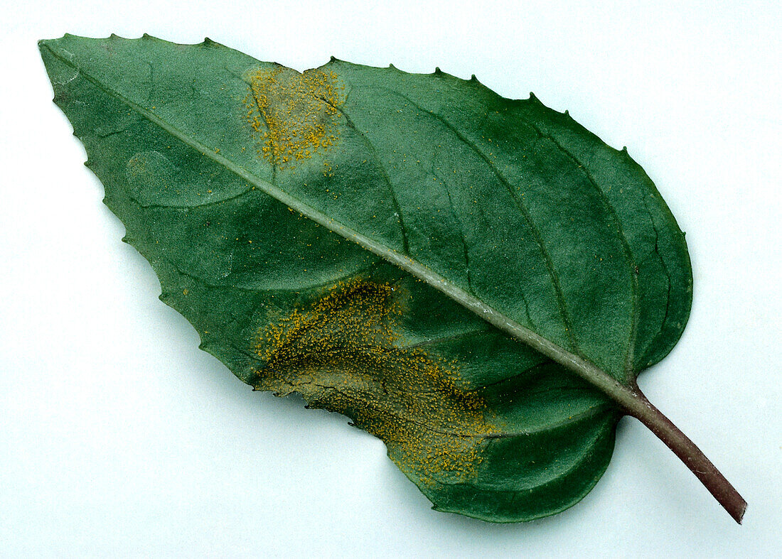 Fuchsia rust