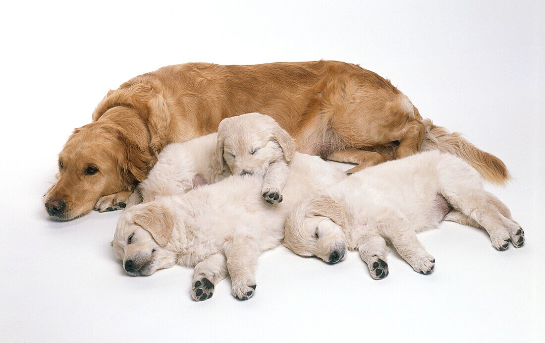 Golden retriever with three puppies lying asleep