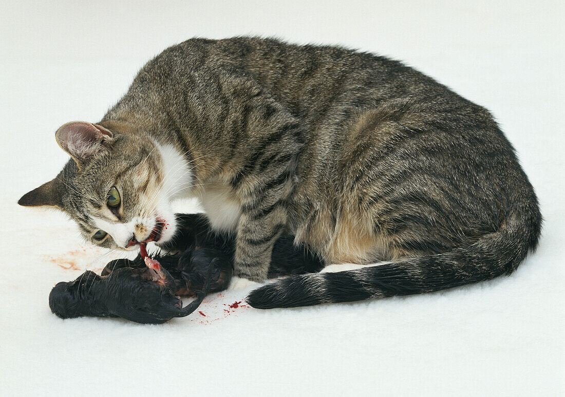 Female cat chewing through the umbilical chord