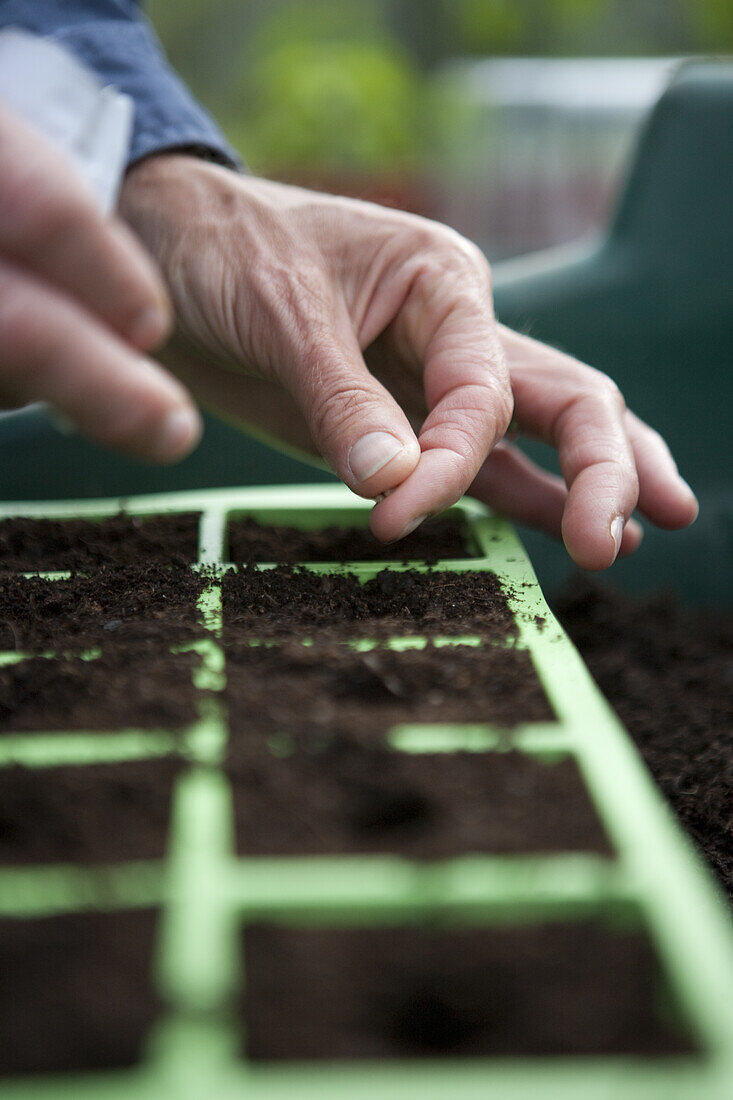 Sowing Swiss chard 'Bright Lights' seeds