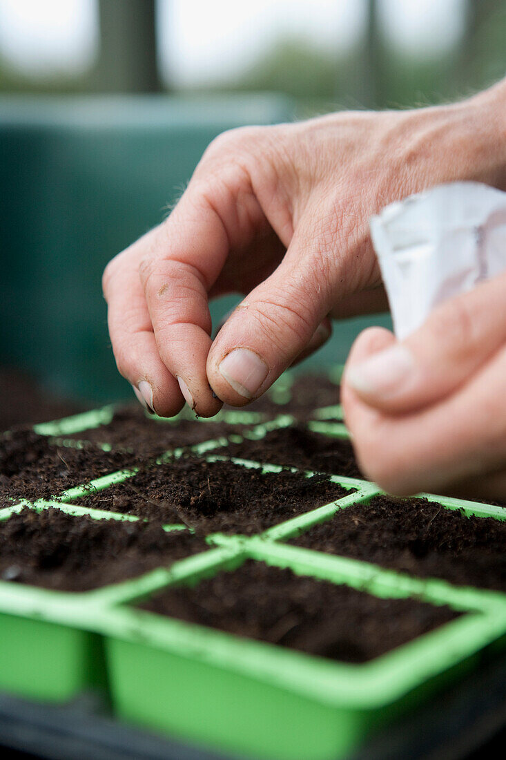 Man sowing onion 'Ailsa Craig' seeds in seed tray
