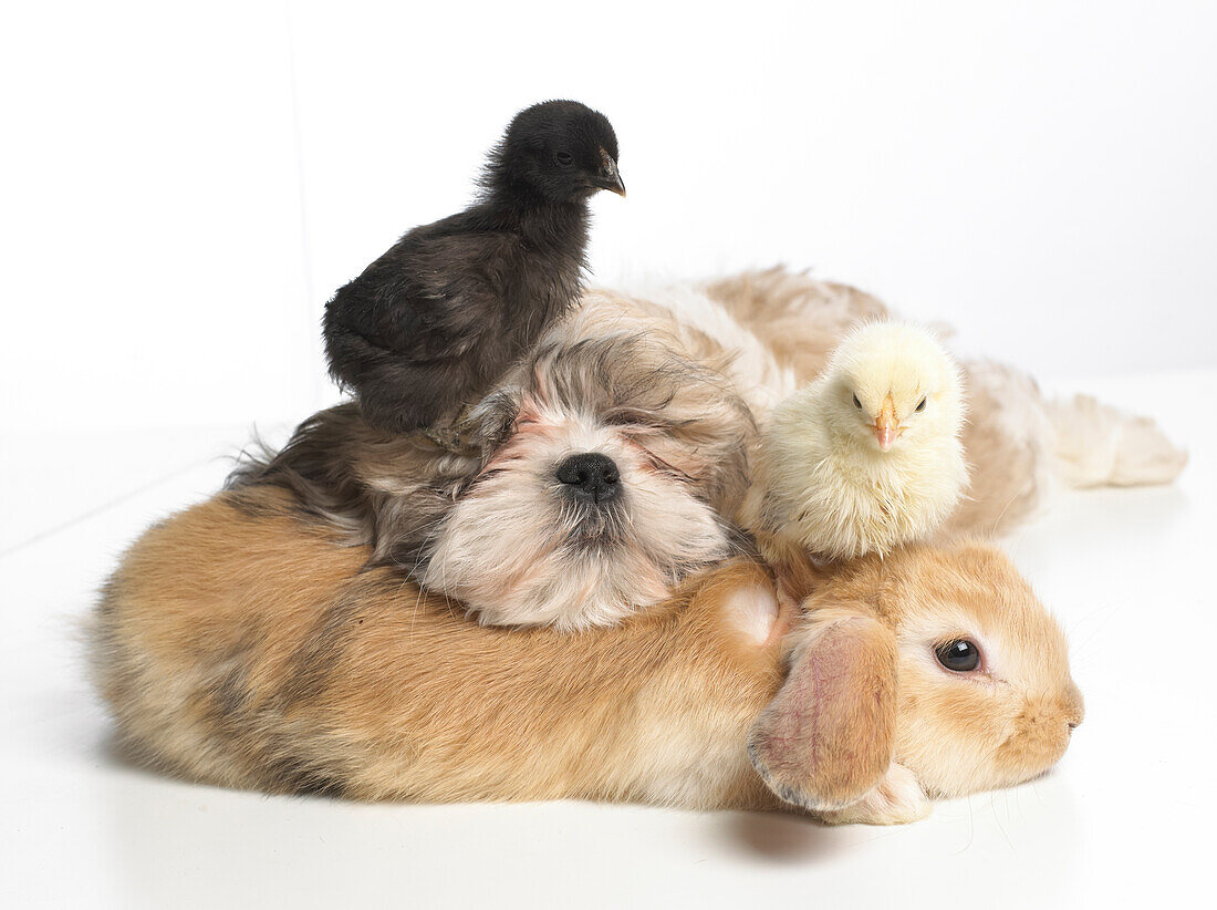 Young dwarf lop rabbit, Shih Tzu puppy and chicks