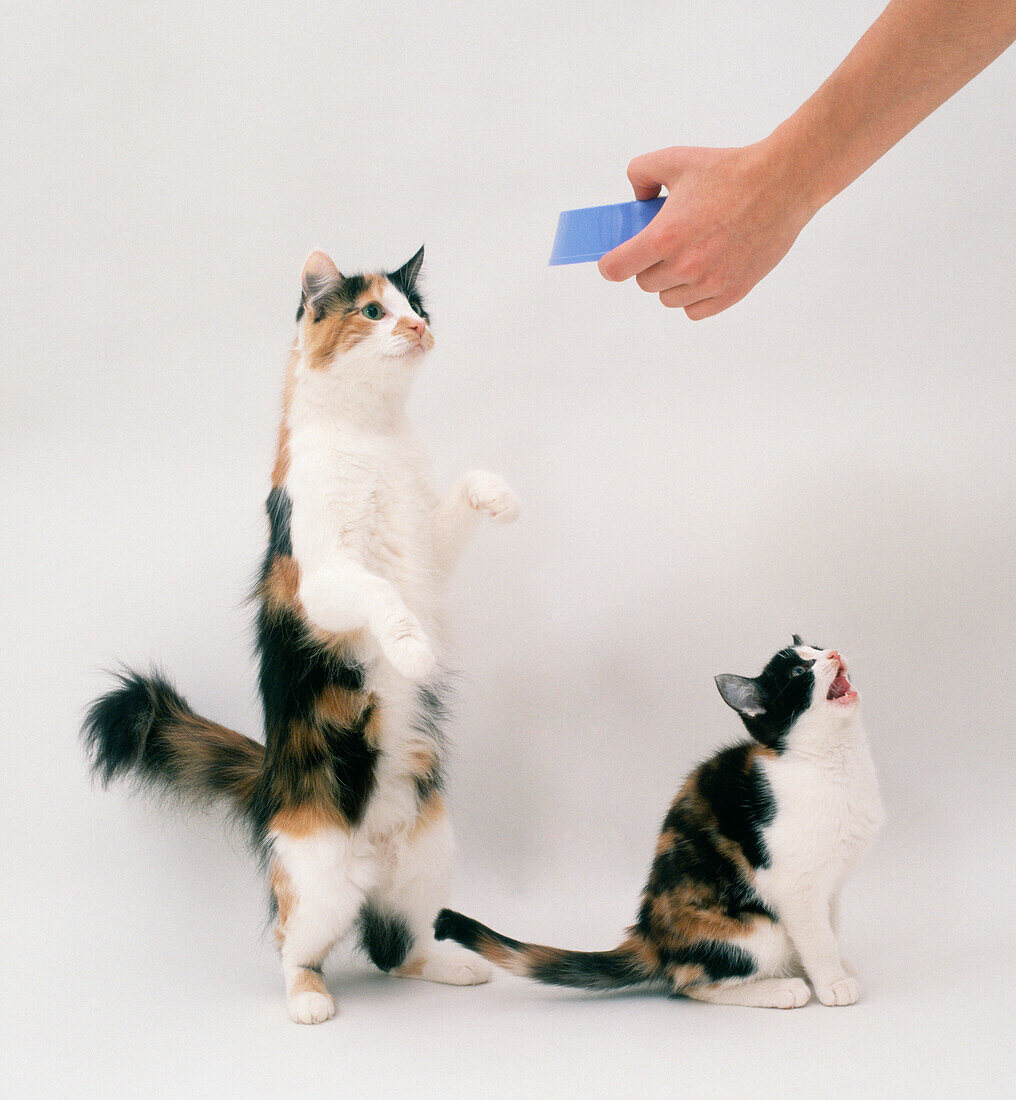 Kitten on it's hind legs with a mouse in front of it