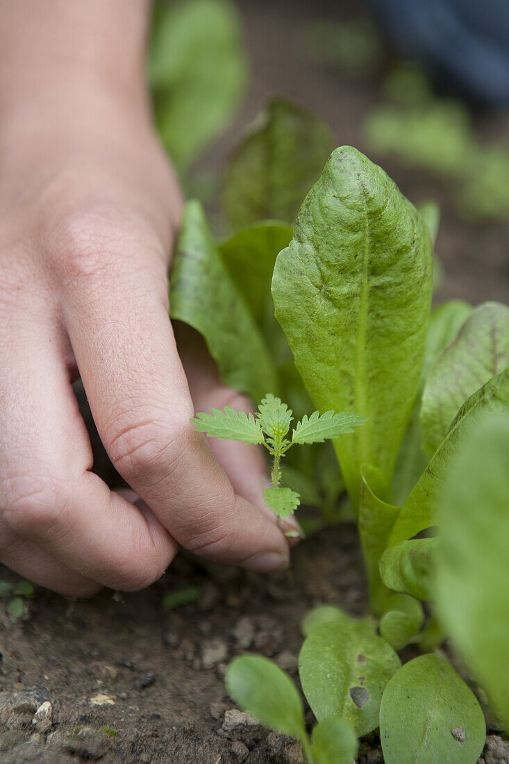 Weeding around cut-and-come-again salad leaves