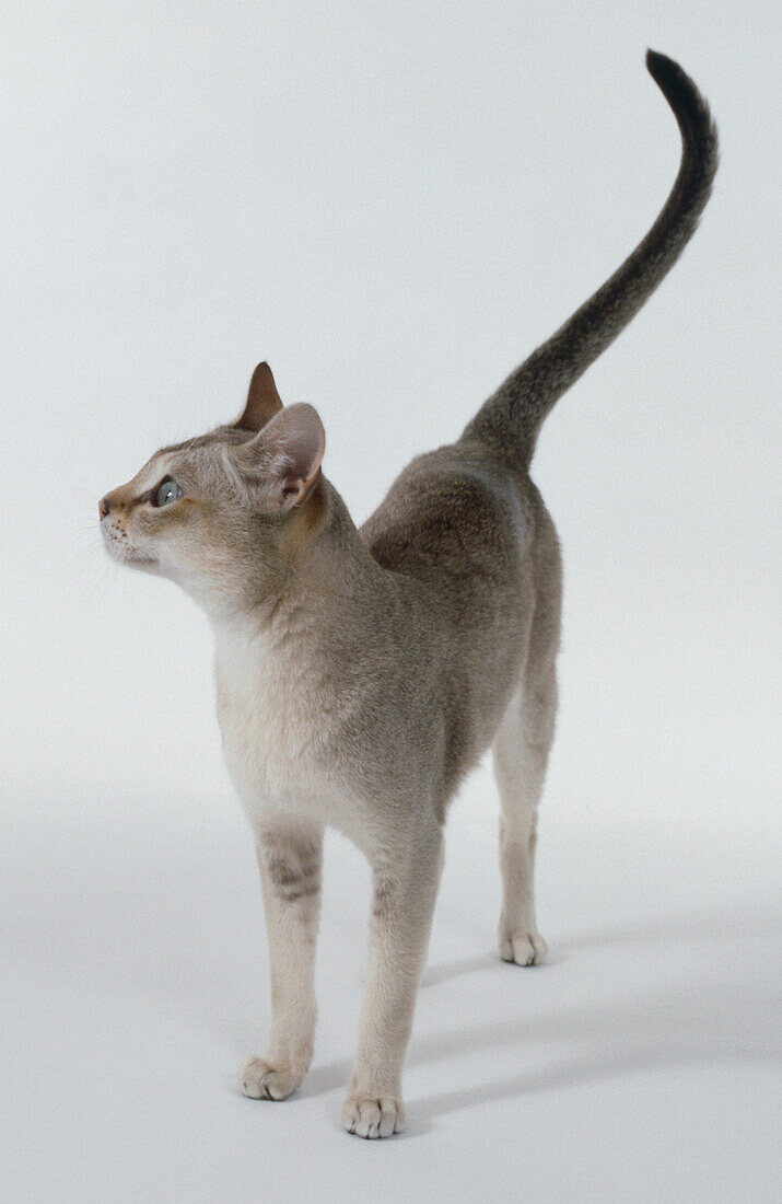 Singapura cat with tail swishing in the air