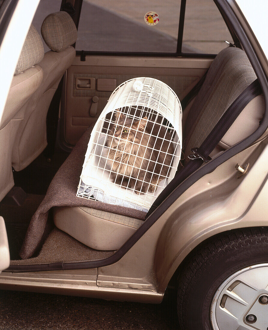 Cat in a white wire carrier on the back seat of a car