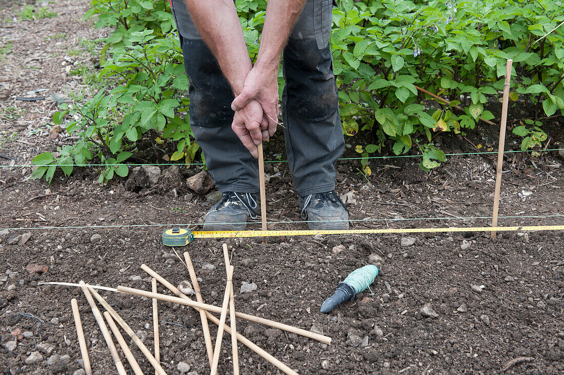 Placing bamboo canes in soil to mark out plot