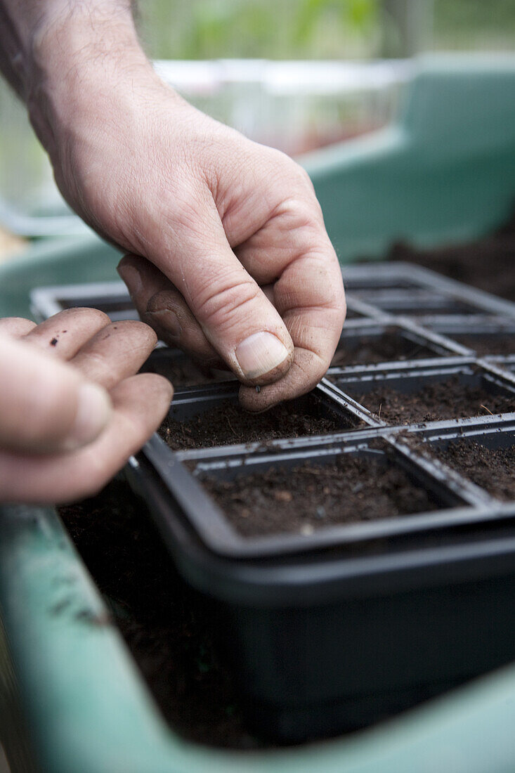 Sowing Ailsa Craig seeds into a module tray