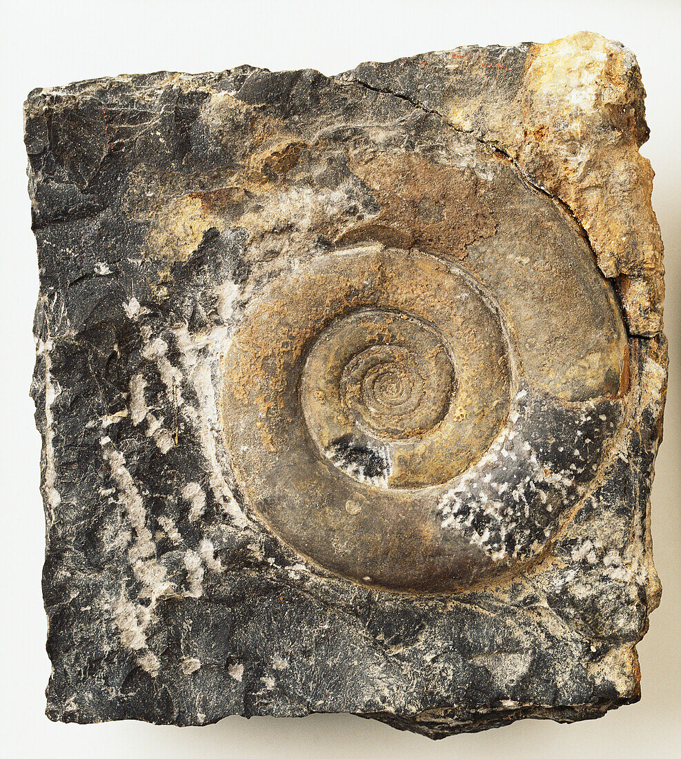 Clymenia laevigata fossilized in limestone