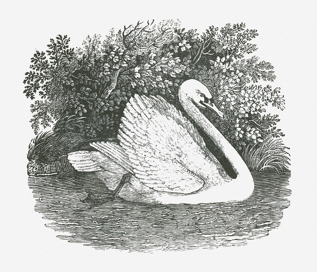 Mute swan (Cygnus olor), illustration