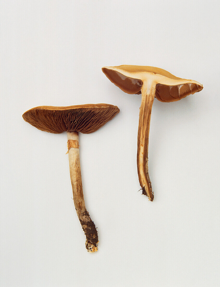 Spring field-cap mushroom (Agrocybe Praecox)