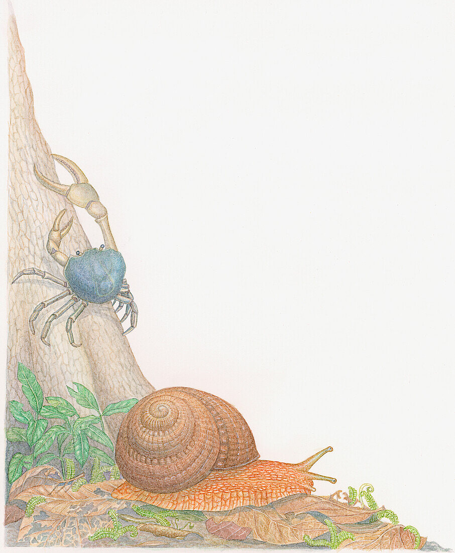 Forest snail and fiddler crab, illustration