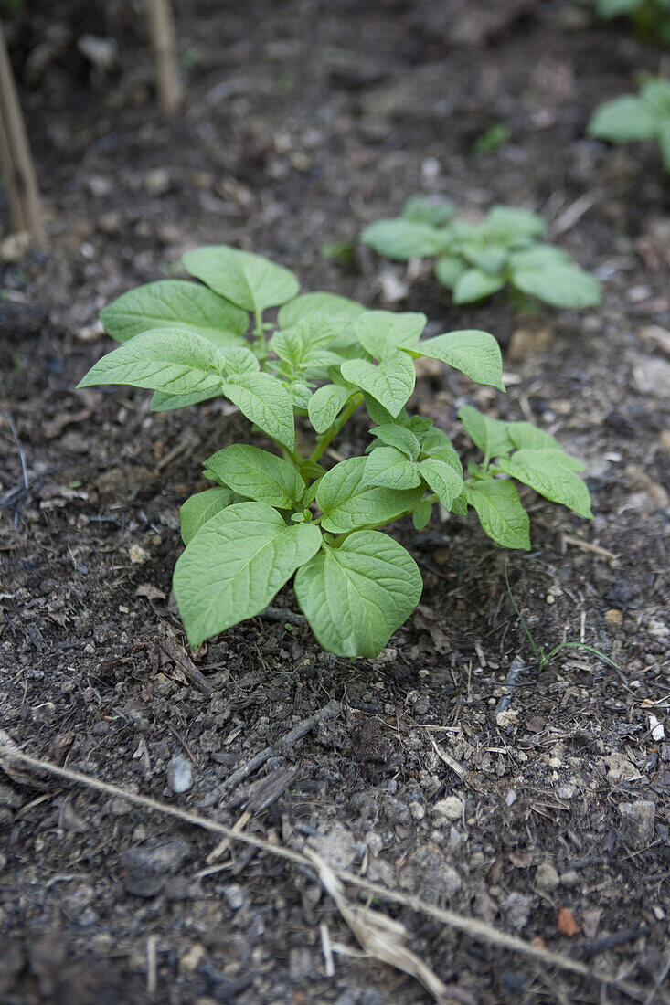 Potatos growing in early summer