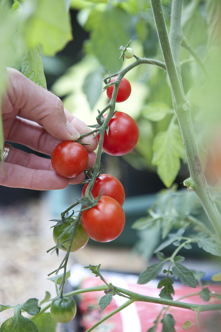 Harvesting tomato from fruit truss