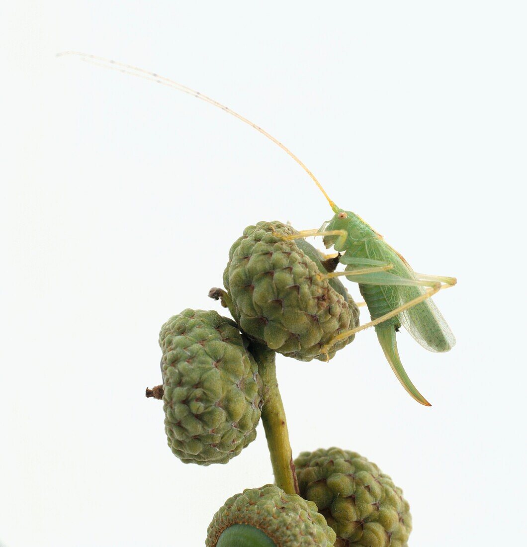 Oak bush cricket sitting on an acorn