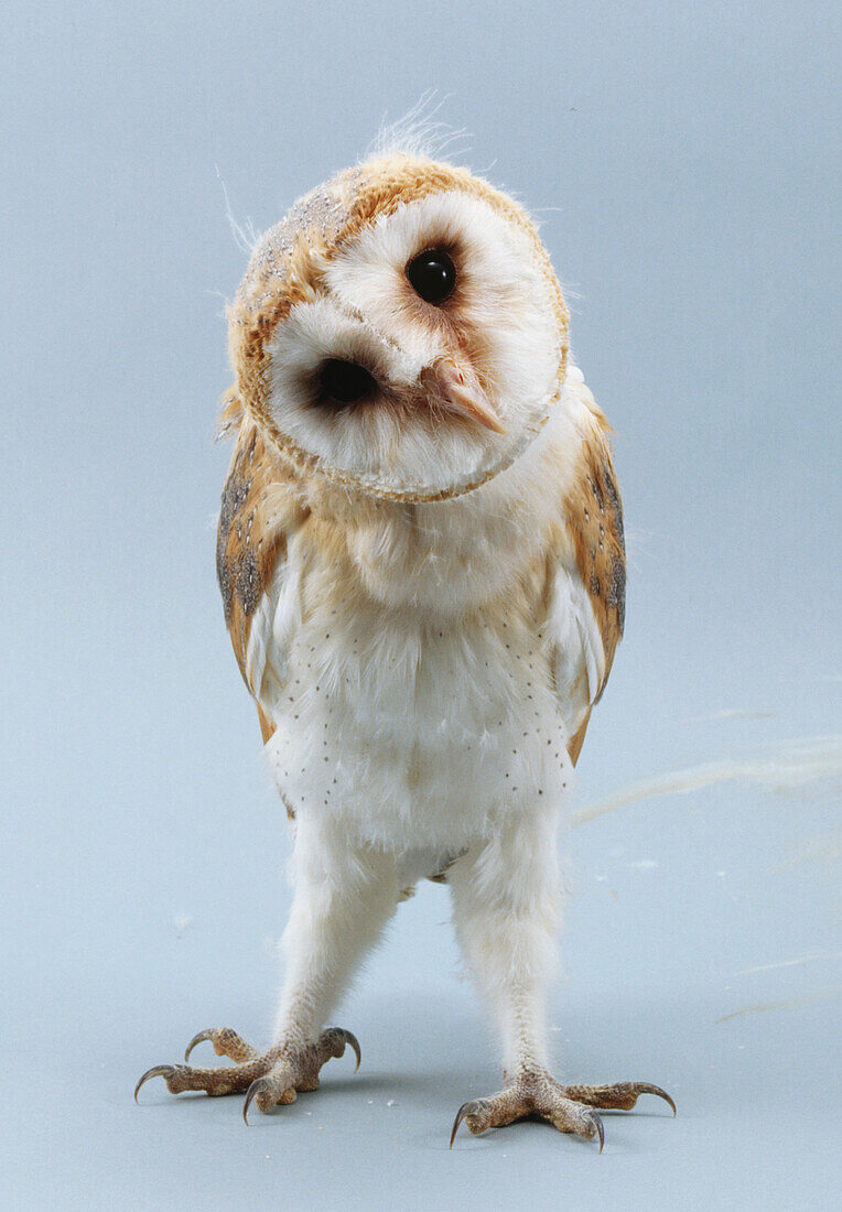 Barn owl twisting its head with its wings down by its side