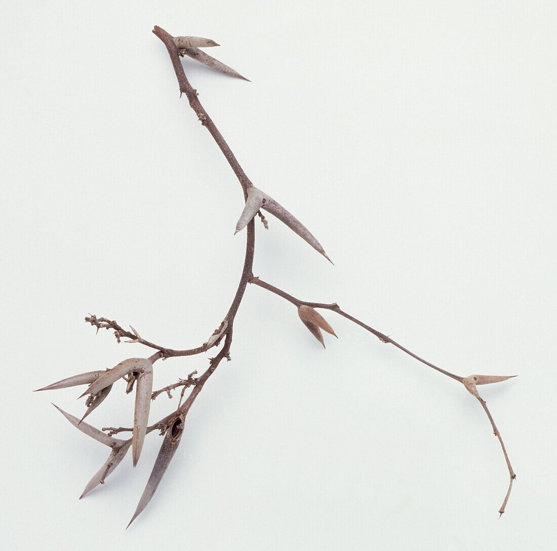 Dried cockspur (Acacia cornigera) twig