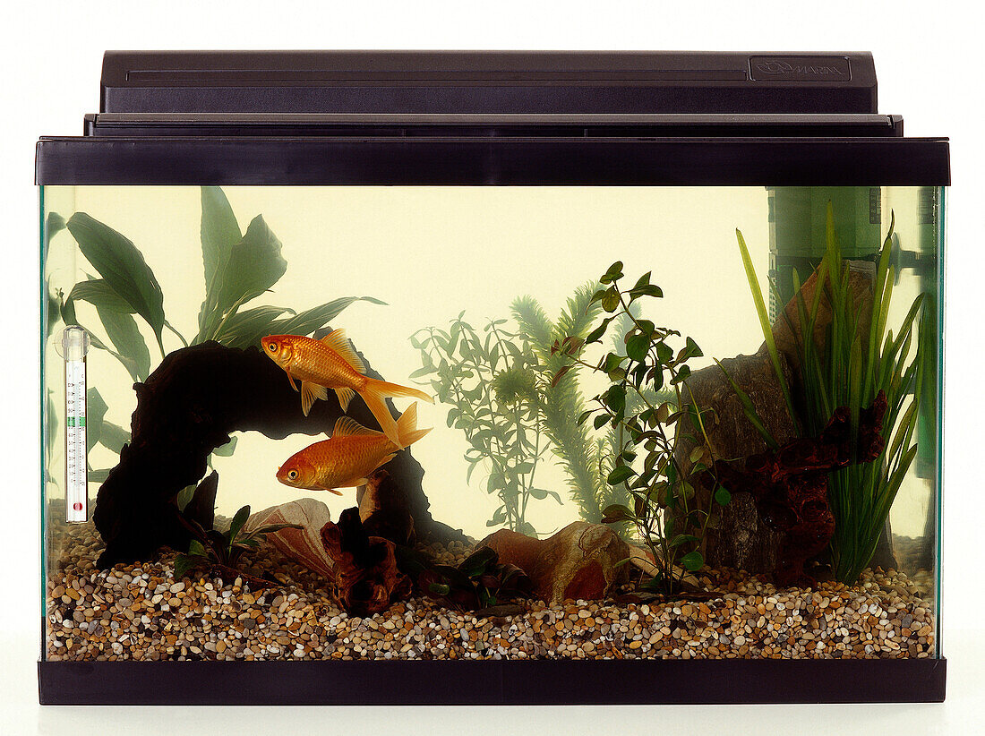Two goldfish swimming in fish tank