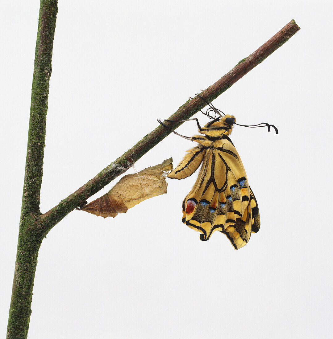 Citrus swallowtail butterfly on a branch next to a coccoon