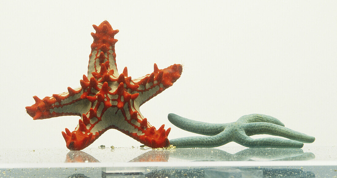 Red-knobbed starfish and a turquoise coloured starfish