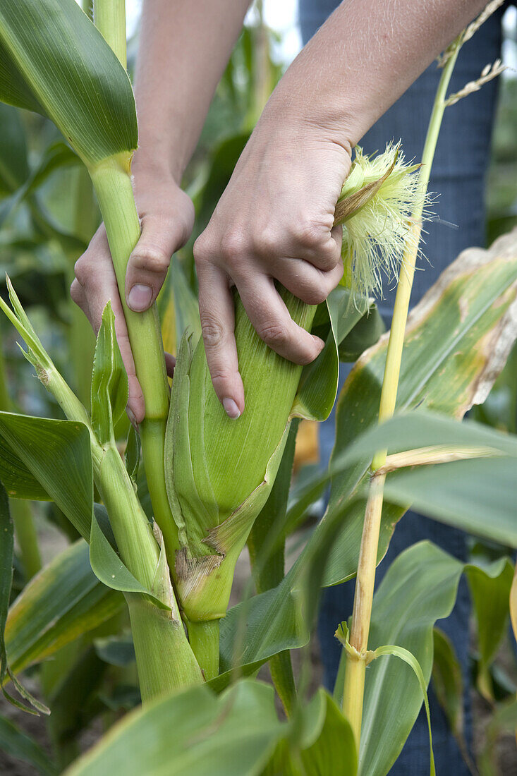 Harvesting sweetcorn by pulling the cob