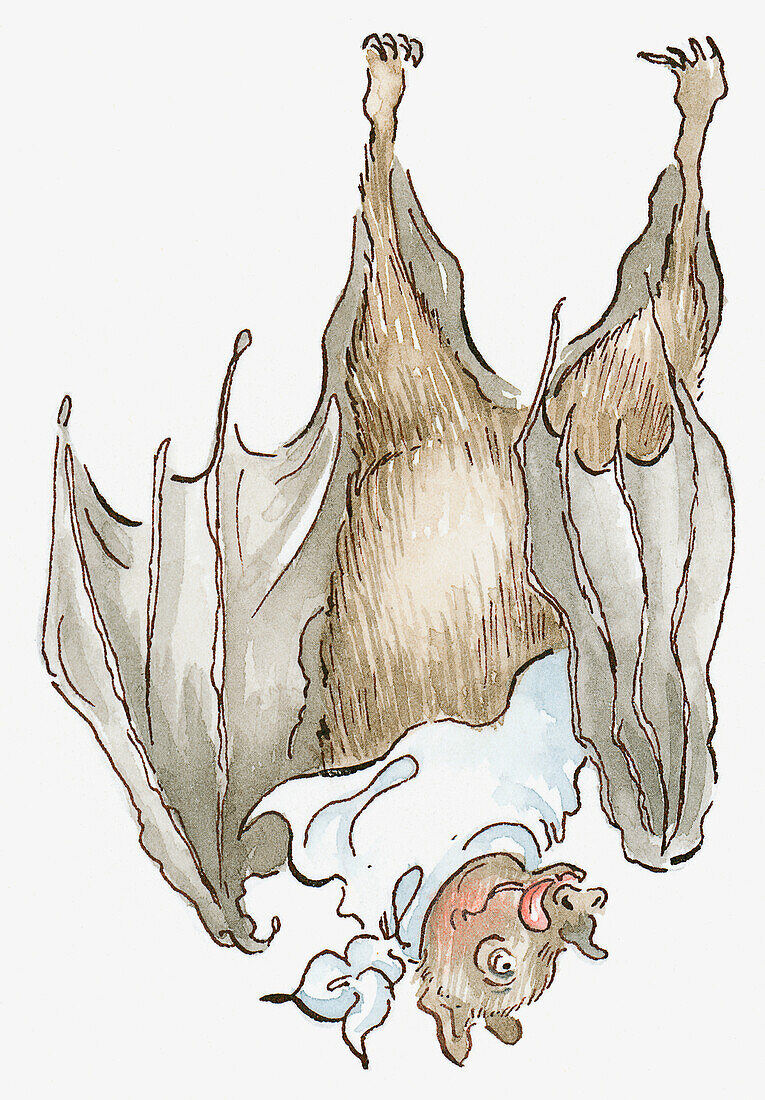 Hungry Geoffroy's bat licking lips with napkin, illustration